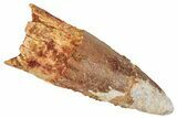 Fossil Spinosaurus Tooth - Real Dinosaur Tooth #348606-1